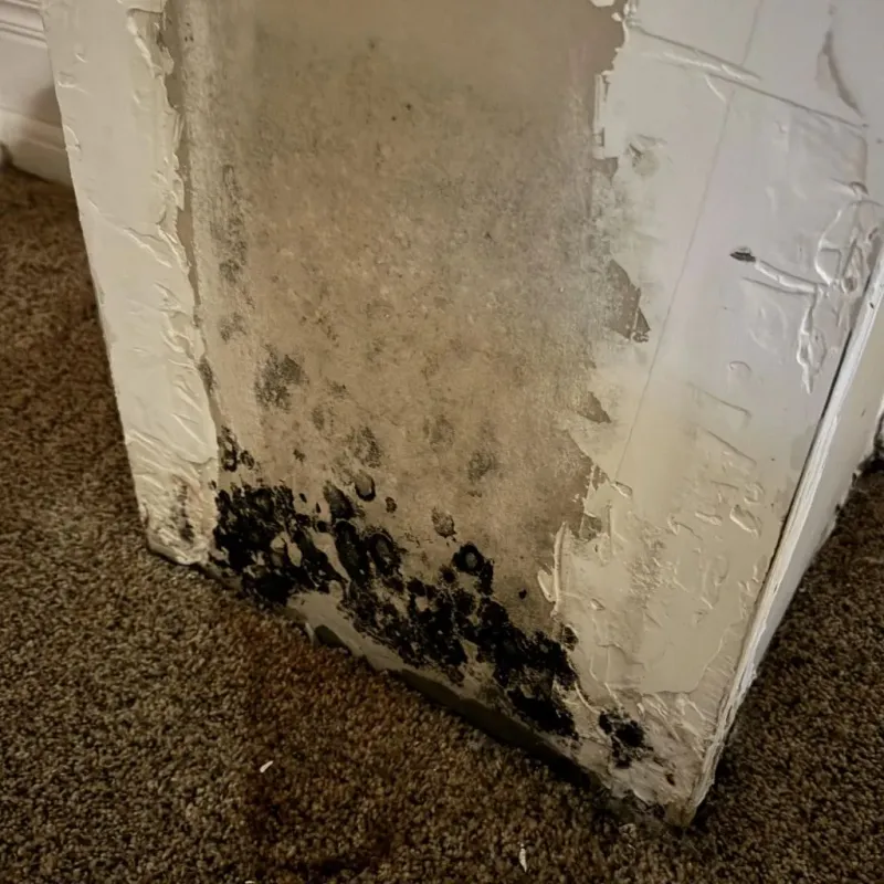 Professional Mold Removal in Parksdale, CA